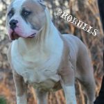 XL American Bully ABKC and UKC American Bully