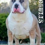 Blue fawn Pit Bull and Bullies