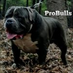 Biggest dog in the world by probulls pitbulls