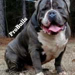 Pitbull puppies for sale in Tennessee