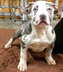 Probulls Xxl Pitbulls For Sale