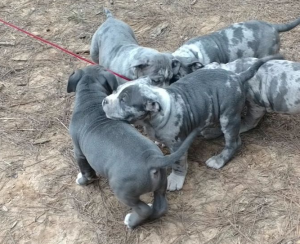 Merle Pitbull puppies for sale